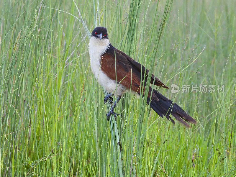 Burchall’s Coucal